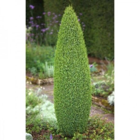 Sentinel boróka Juniperus comm. 'Sentinel' K 5 100/125