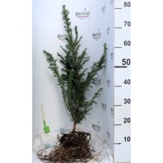 Tiszafa Taxus baccata szabadgyökerű