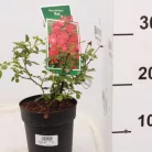 Rózsa talajtakaró, piros, telt, Rosa (P) 'Rote The Fairy'