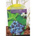 Kék áfonya Vaccinium corymbosum