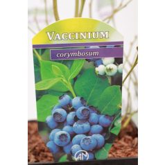 Kék áfonya Vaccinium corymbosum
