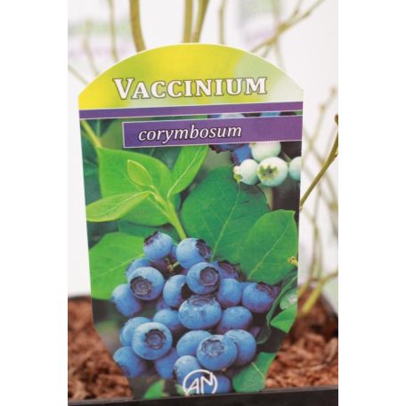 Kék áfonya Vaccinium corymbosum