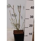 Kék áfonya Vaccinium corymbosum