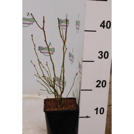 Kék áfonya Vaccinium corymbosum