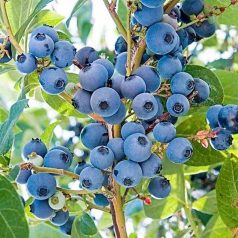Kék áfonya Vaccinium corymbosum 'Bluegold'