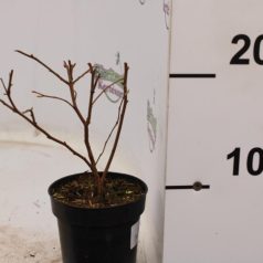 Kék áfonya Vaccinium corymbosum 'Bluegold'