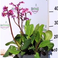   Szívlevelű bőrlevél Bergenia cordifolia 'Shoeshine Rose