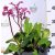 Szívlevelű bőrlevél Bergenia cordifolia 'Shoeshine Rose