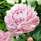 Pünkösdi rózsa Paeonia lactiflora