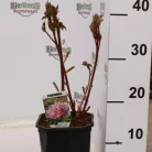 Pünkösdi rózsa Paeonia lactiflora