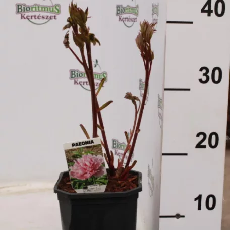 Pünkösdi rózsa Paeonia lactiflora