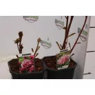 Pünkösdi rózsa Paeonia lactiflora