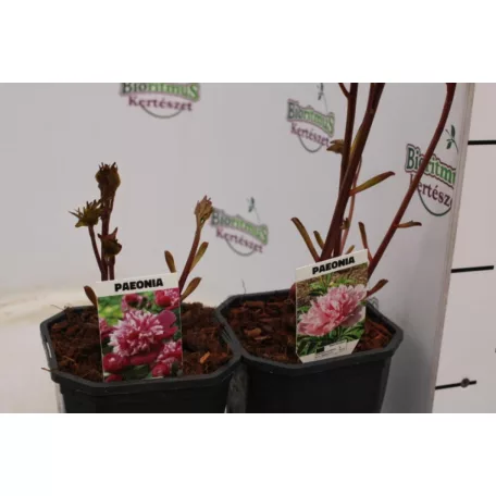 Pünkösdi rózsa Paeonia lactiflora
