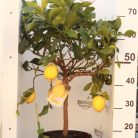 Citromfa Citrus limon Stem 5 big fruit