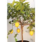 Citromfa Citrus limon Stem 5 big fruit