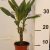 Illatos Sárkányfa Dracaena fragrans