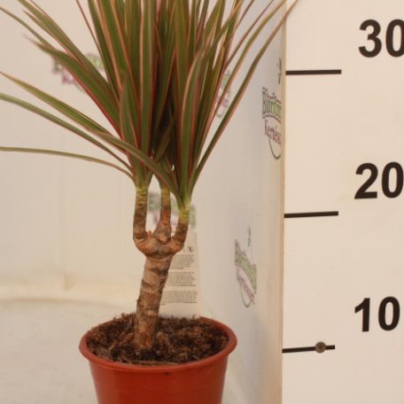 Tarka sárkányfa Dracanea marginata Bicolor stem