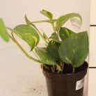 Szobai futóka Epipremnum pinnatum Aureum 12 cm-es cserépben