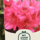 Örökzöld havasszépe Rhododendron hybriden Nova Zenbla.