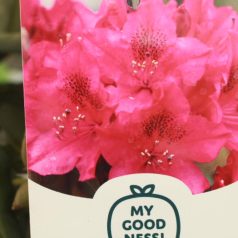 Örökzöld havasszépe Rhododendron hybriden Nova Zenbla.