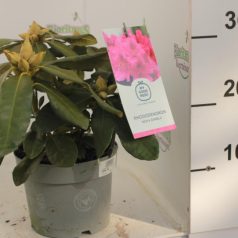 Örökzöld havasszépe Rhododendron hybriden Nova Zenbla.