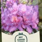 Örökzöld havasszépe Rhododendron Marcel Menard