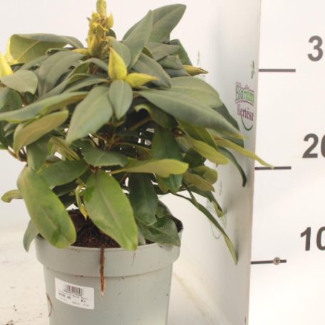 Örökzöld havasszépe Rhododendron Marcel Menard