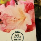 Örökzöld havasszépe Rhododendron Percy Wiseman