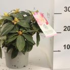 Örökzöld havasszépe Rhododendron Percy Wiseman