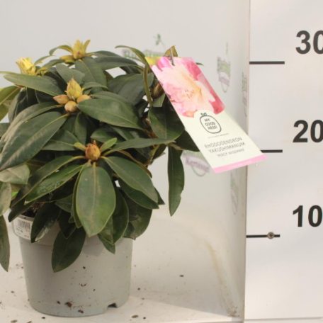 Örökzöld havasszépe Rhododendron Percy Wiseman