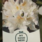 Örökzöld havasszépe Rhododendron Cunningham's White