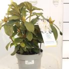 Örökzöld havasszépe Rhododendron Cunningham's White