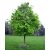 Törökmogyoró Corylus colurna