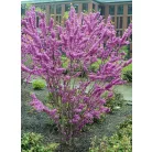 Júdásfa bokor Cercis siliquastrorum bokor