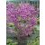 Júdásfa bokor Cercis siliquastrorum bokor