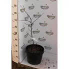 Júdásfa bokor Cercis siliquastrorum bokor