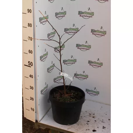 Júdásfa bokor Cercis siliquastrorum bokor