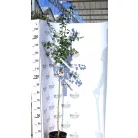 Piros virágú galagonya, Crataegus ’Paul's Scarlet