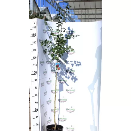 Piros virágú galagonya, Crataegus ’Paul's Scarlet