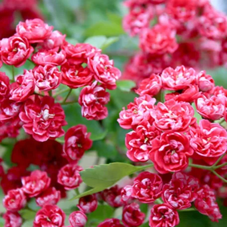 Piros virágú galagonya, Crataegus ’Paul's Scarlet