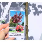 Piros virágú galagonya, Crataegus ’Paul's Scarlet