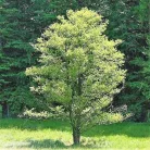 Enyves Égerfa Alnus glutinosa