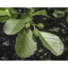 Enyves Égerfa Alnus glutinosa