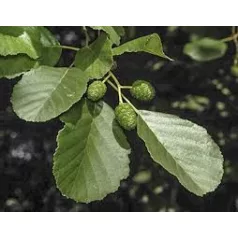 Enyves Égerfa Alnus glutinosa