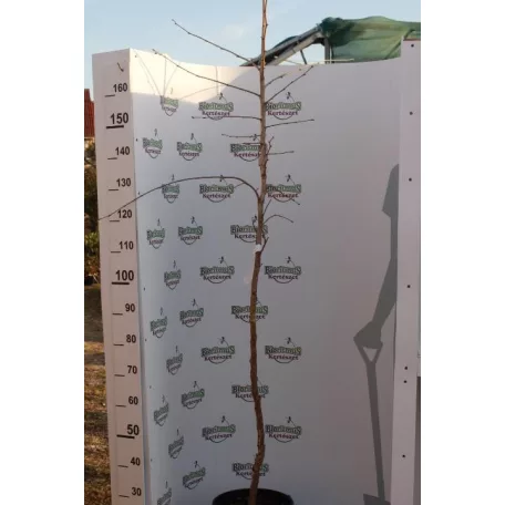 Enyves Égerfa Alnus glutinosa