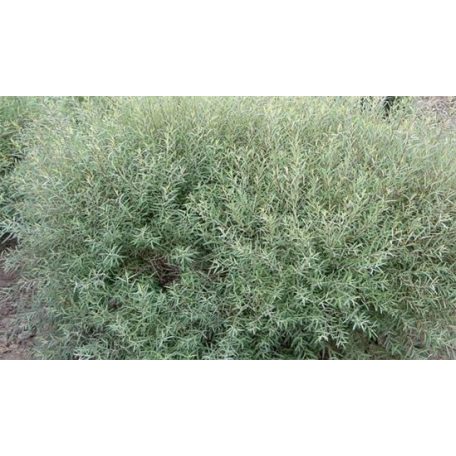 Uráli csigolyafűz Salix purpurea Gracilis