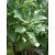 Pontuszi tölgy Quercus pontica