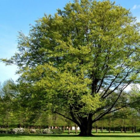 Bükkfa Fagus sylvatica