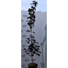 Vörös levelű korai juhar Acer plat. Fassens black