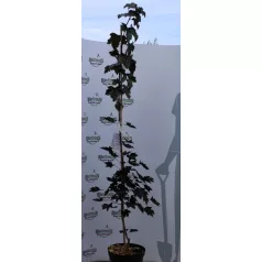 Vörös levelű korai juhar Acer plat. Fassens black
